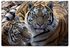 На конференции во Владивостоке обсудят сохранение амурского тигра
