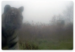 Kuzya the tiger returns from China