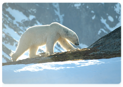 How to preserve the polar bear: Experts share their experience