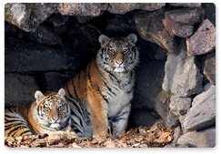 Experts discuss issues related to conservation of the Amur Tiger at a conference in Vladivostok