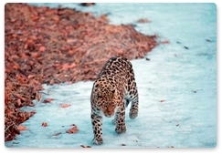 Film about Far Eastern leopards premieres at Russian Geographical Society festival