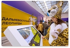 Гостей фестиваля РГО познакомили с дальневосточными леопардами