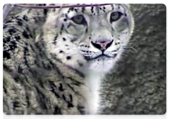 The Snow Leopard at the Sayano-Shushensky Nature Reserve educational film