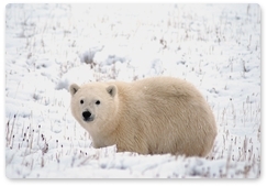Белые медведи отмечают сегодня день рождения