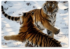 Amur tiger count to start on 31 January