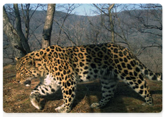 Valera the leopard