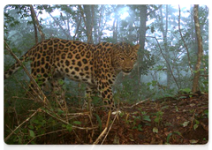 Valera the leopard