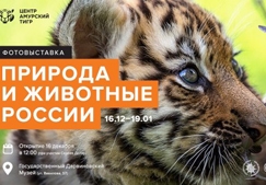 В Дарвиновском музее пройдёт выставка фотографий амурского тигра