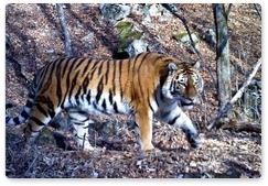 Tigress Varvara meets neighbour at Sikhote-Alin Nature Reserve