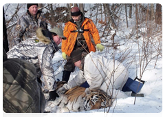 У найденного в Амурской области тигра не обнаружено вирусных заболеваний