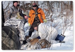 Tiger from the Amur Region bound for Primorye Territory  for medical treatment
