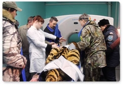 У найденного в Амурской области тигра не обнаружено вирусных заболеваний