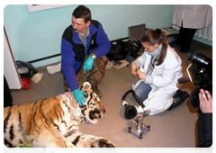 Tiger found in the Amur Region is virus free