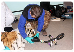 Tiger found in the Amur Region is virus free