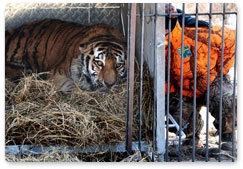 Found tiger dies of cancer