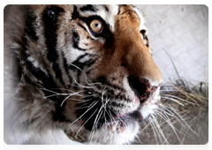 Rescued Amur tiger brought to the Primorye Territory