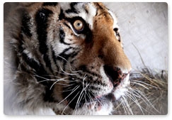 Rescued Amur tiger brought to a safari park in the Primorye Territory