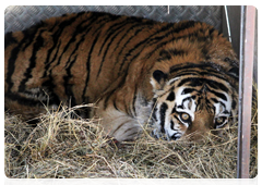 Rescued Amur tiger brought to the Primorye Territory