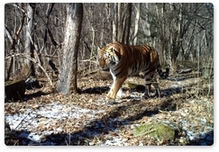 Varvara the tigress gets a new neighbour