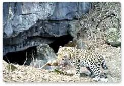 A sibling of a Far Eastern leopard with white paws follows a tourist trail on the Leopard Path