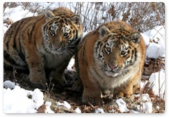 Winter training for Amur Tiger record keepers