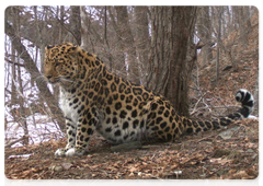 A photo of a Far Eastern leopard captured by a camera trap