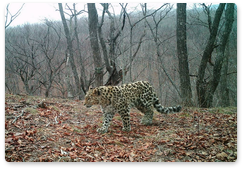31 января стартует учёт дальневосточного леопарда