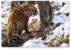 Danger of canine distemper for the Amur tiger