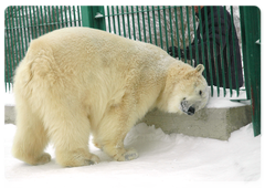 The bear cub Ayon was saved by the Polar Bear Patrol in 2011