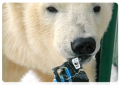 The bear cub Ayon was saved by the Polar Bear Patrol in 2011