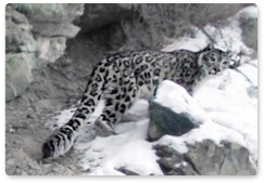 Snow leopard from the Sayano-Shushensky Reserve gets a passport