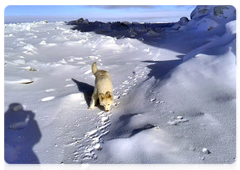 A dog named Umka (“Polar bear” in the Chukchi language) helps find bears and their paw prints