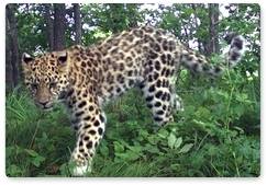 На территории «Земли леопарда» провели фотоучёт молодняка