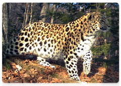 Leopard cub in Kedrovaya Pad