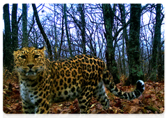 Фото молодого дальневосточного леопарда, который ранее не встречался учёным нацпарка