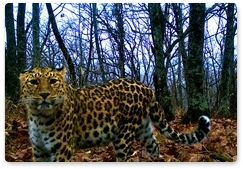 Camera traps catch a new Far Eastern leopard for the first time