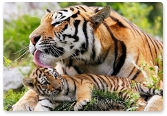 The maternal instincts of Amur tigers