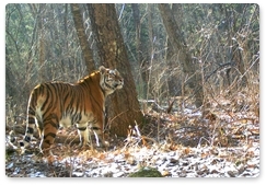 Children choose name for new tigress