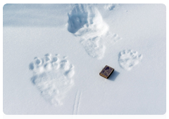 First tracks of a polar bear cub and its mother