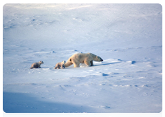 Female polar bear with her cubs on Medvezhyi Islands Archipelago