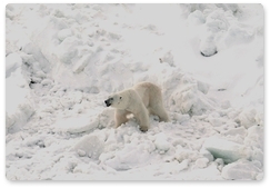 Вскрыты факты браконьерской добычи белых медведей на острове Вайгач