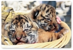 Центр «Амурский тигр» берёт под свою опеку тигрят, родившихся недавно в Крыму