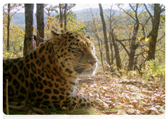 A photo of leopard Leo15M captured by a camera trap at the Leopard Land National Park