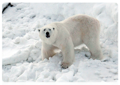 Polar bear on the eastern coast of Vaygach Island