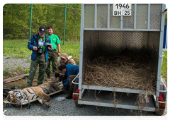 Выпуск тигрят в государственном природном зоологическом заказнике «Желундинский»