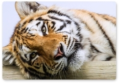 Получено новое видео амурской тигрицы Илоны
