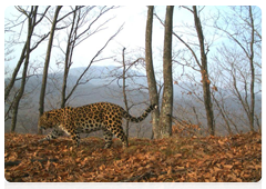 An Amur leopard