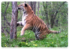 Camera traps record images of Amur tigers in the Sikhote-Alin Nature Reserve