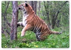 Camera traps record images of Amur tigers