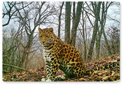 Meet Hors the leopard